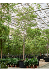 Bucida Buceras Shady Lady (600-650)