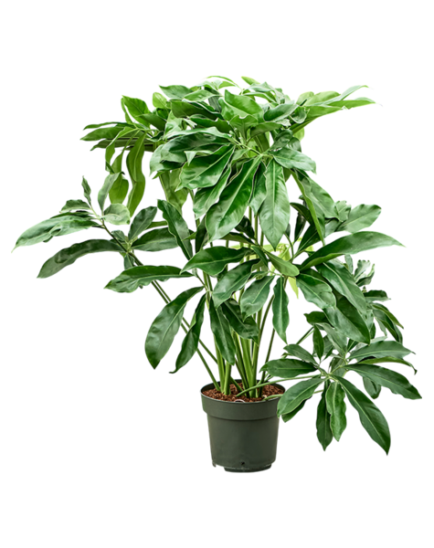 Philodendron