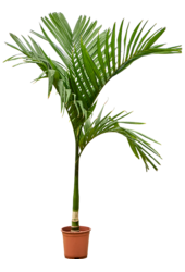 Areca Catechu