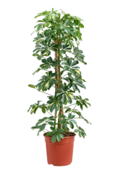 Schefflera Arboricola Gold Capella