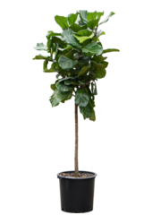 Ficus Lyrata (240-270)