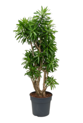 Pleomele (Dracaena) Reflexa Song Of Jamaica