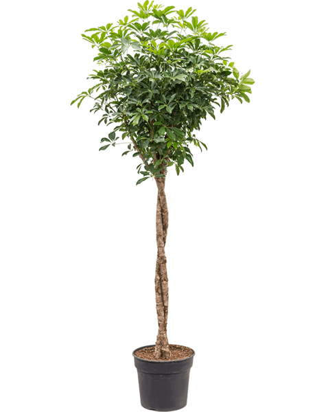Schefflera