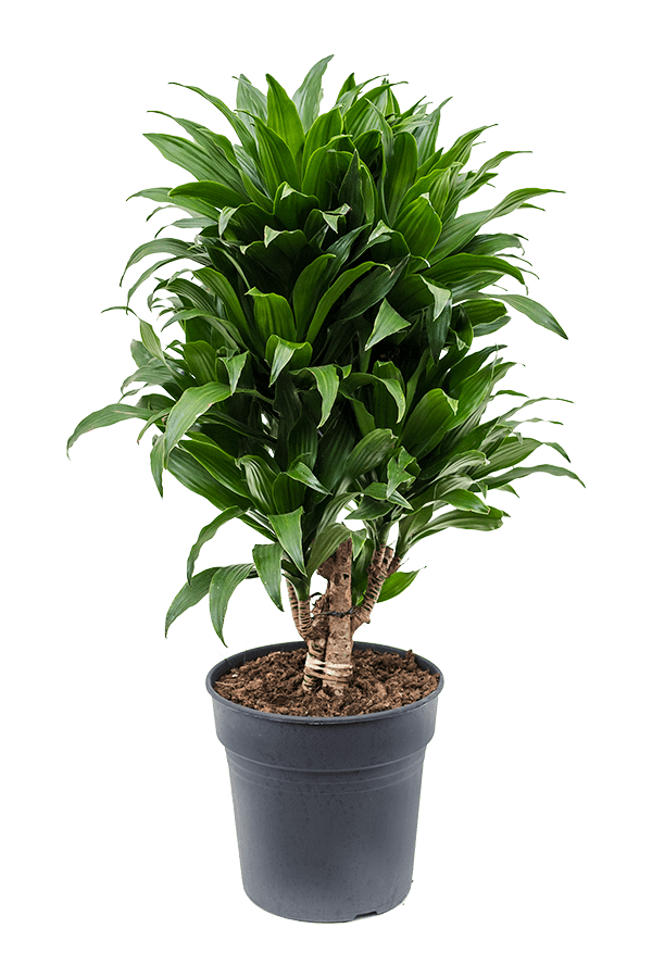 Dracaena Fragrans Compacta