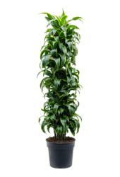 Dracaena Fragrans Dorado