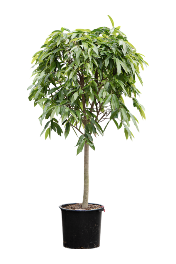 Ficus Binnendijkii Amstel King