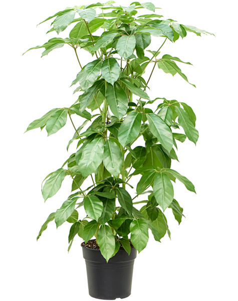 Schefflera
