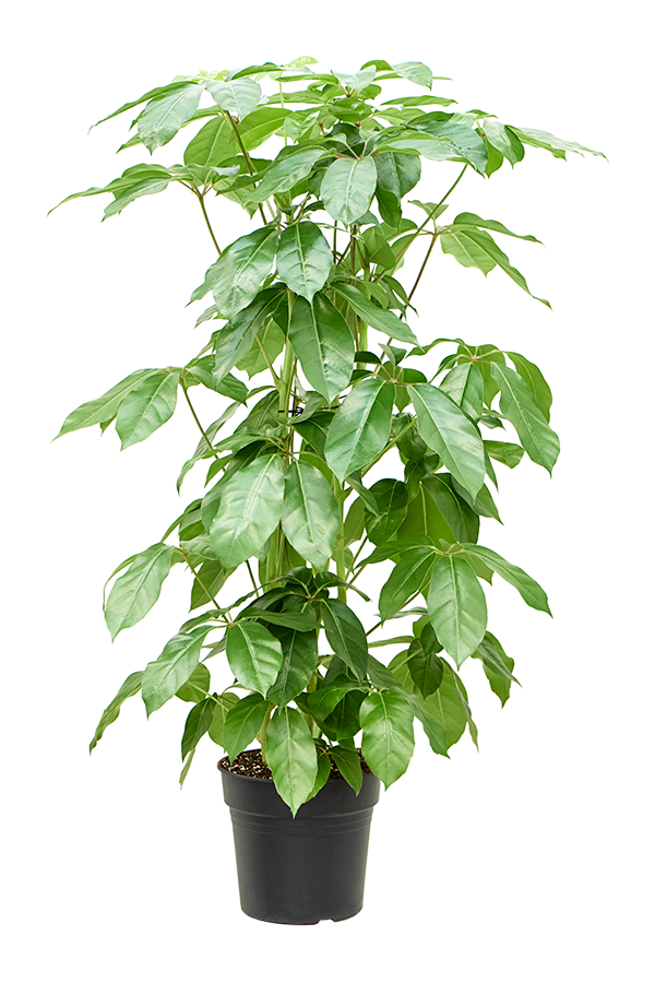 Schefflera Actinophylla Amate