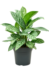 Aglaonema Stripes