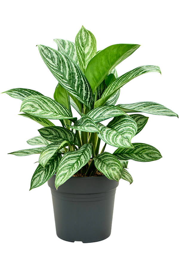 Aglaonema Rayures