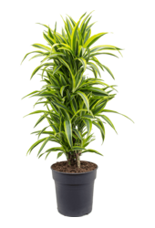 Dracaena Fragrans Lemon Lime