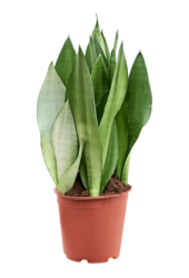Sansevieria Trifasciata Moonshine