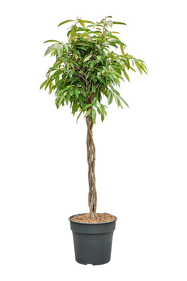 Ficus Binnendijkii Amstel King