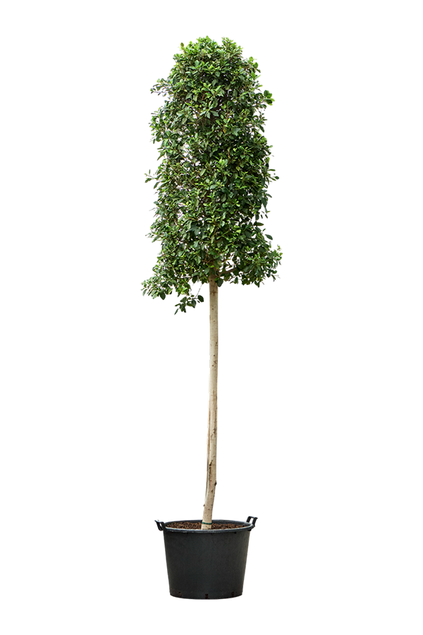 Ficus Microcarpa Nitida