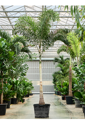 Wodyetia Bifurcata (380-450)