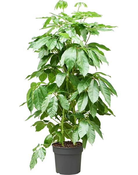 Schefflera
