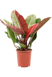 Philodendron Prince Of Orange