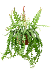 Epiphyllum Anguliger