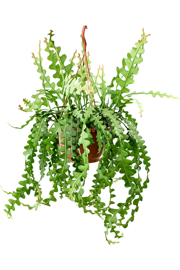 Epiphyllum Anguliger