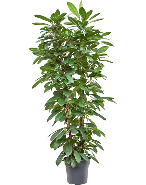 Ficus