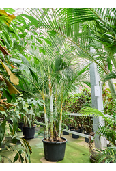 Dypsis (Areca) Lutescens