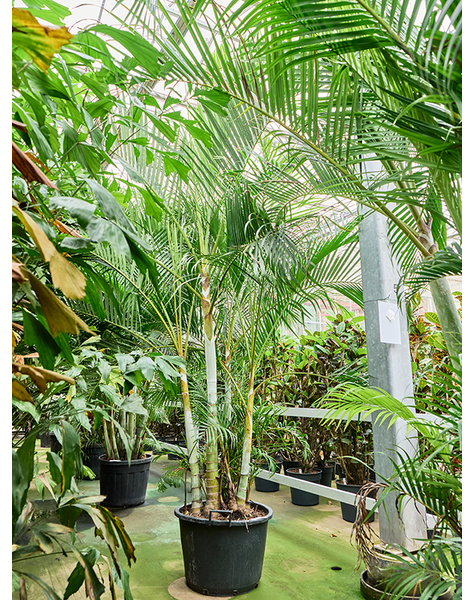 Dypsis