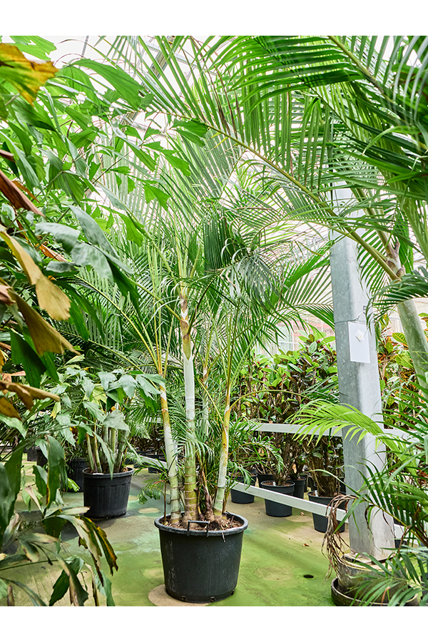 Dypsis (Areca) Lutescens