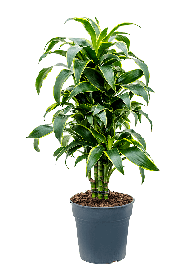 Dracaena Fragrans Dorado