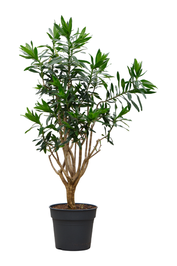 Pleomele (Dracaena) Reflexa