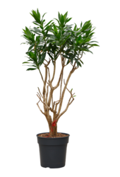 Pleomele (Dracaena) Reflexa