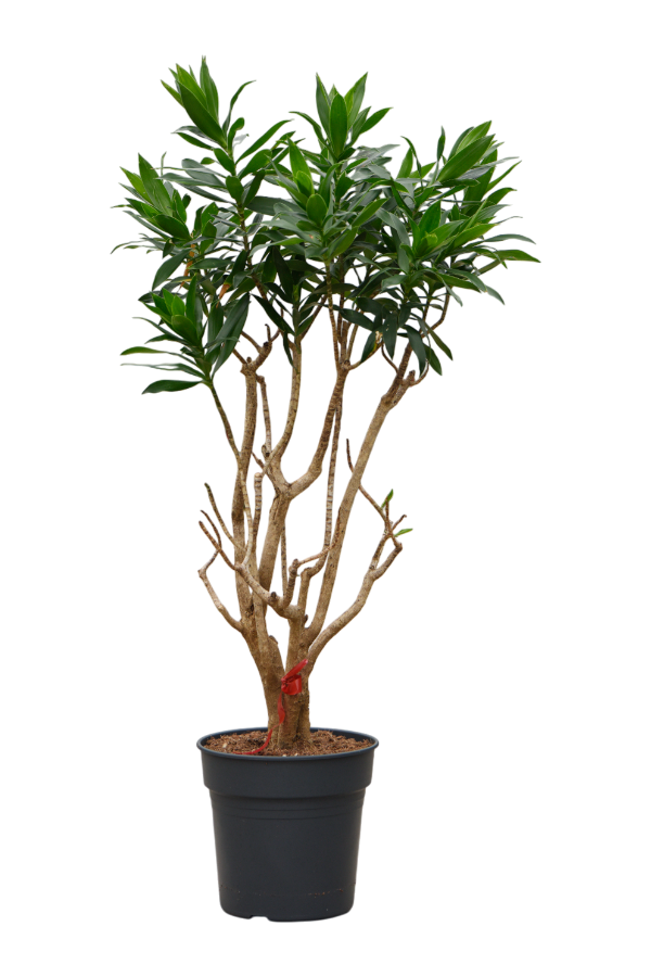 Pleomele (Dracaena) Reflexa