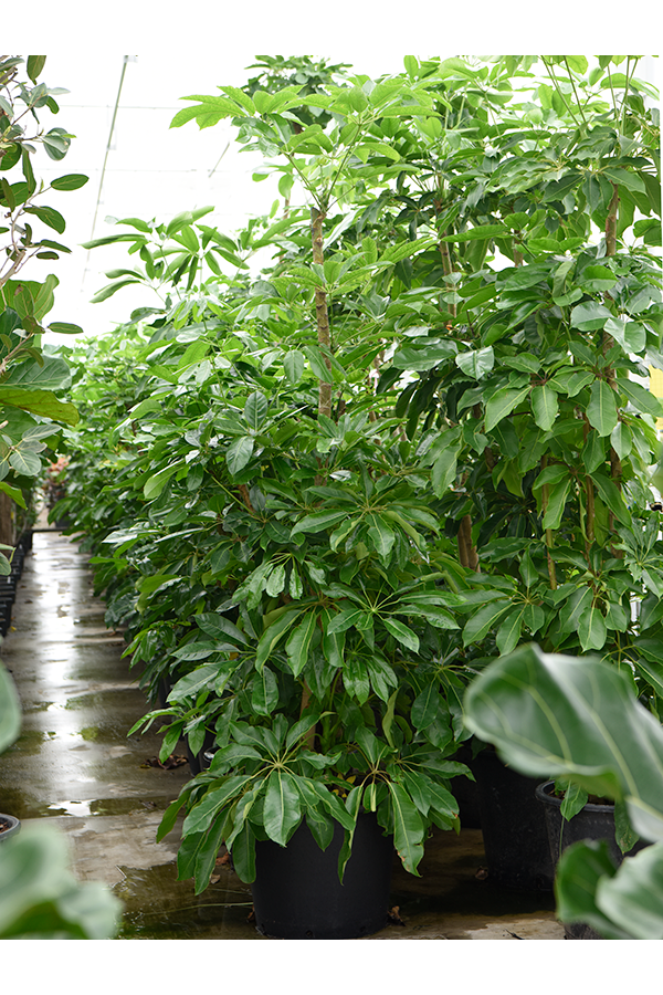 Schefflera Actinophylla Amate