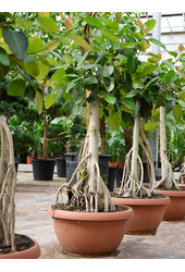 Ficus Benghalensis (180-240)