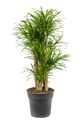 Pleomele (Dracaena) Anita Variegata