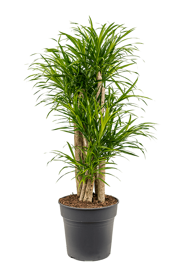 Pleomele (Dracaena) Anita Variegata