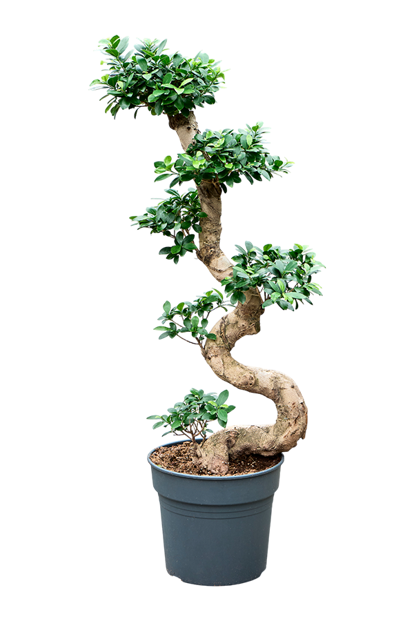 Ficus Microcarpa Compacta