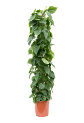 Philodendron Scandens