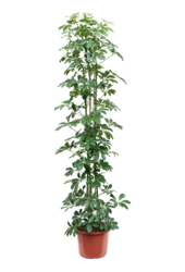 Schefflera Arboricola Compacta