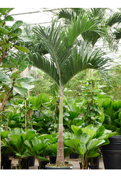 Veitchia (Adonidia) Merrillii