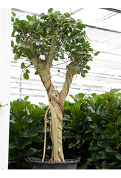 Ficus Benghalensis