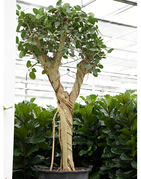 Ficus