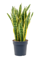 Sansevieria Trifasciata Laurentii