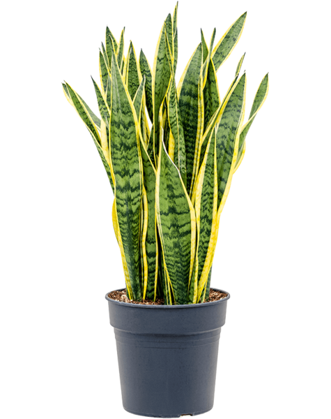 Sansevieria