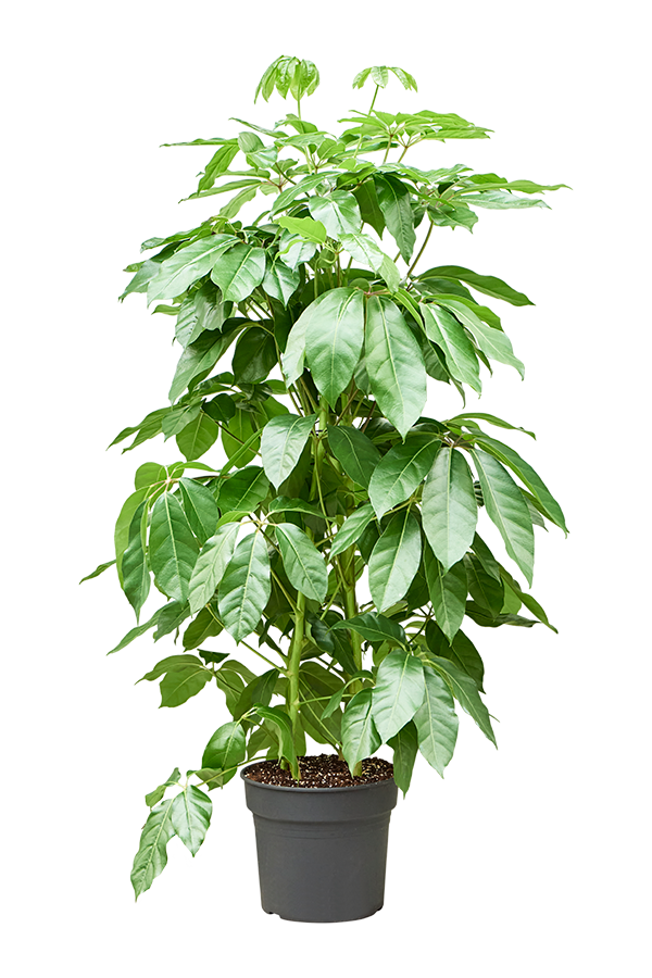 Schefflera Actinophylla Amate