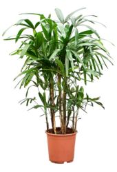 Rhapis Excelsa