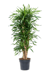 Dracaena Fragrans Riki