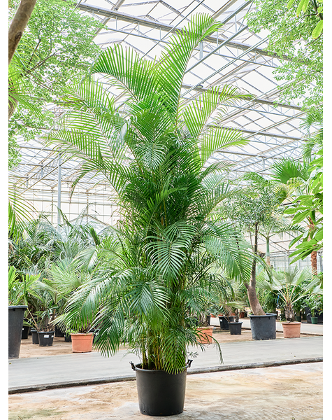 Dypsis