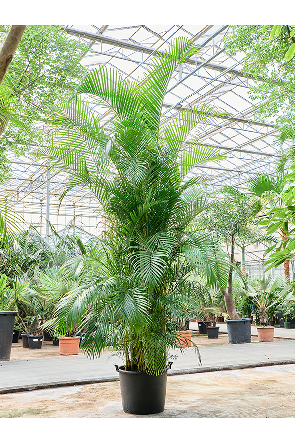 Dypsis (Areca) Lutescens