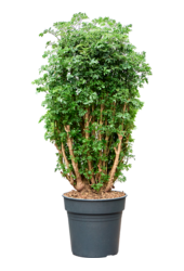 Aralia (Polyscias) Roble