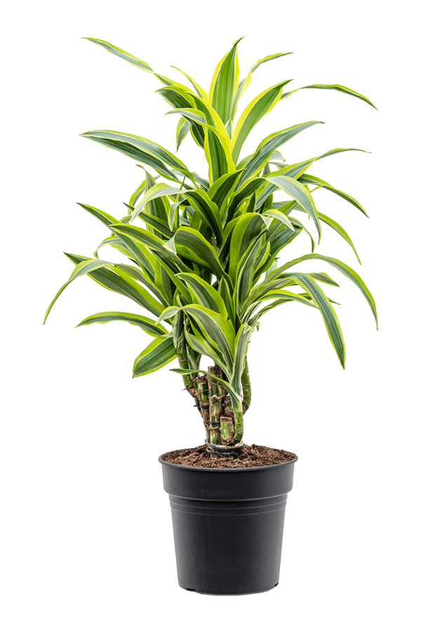 Dracaena Fragrans Lemon Lime